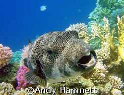 Large Puffer fish with big teeth!  by Andy Hamnett 